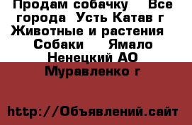 Продам собачку  - Все города, Усть-Катав г. Животные и растения » Собаки   . Ямало-Ненецкий АО,Муравленко г.